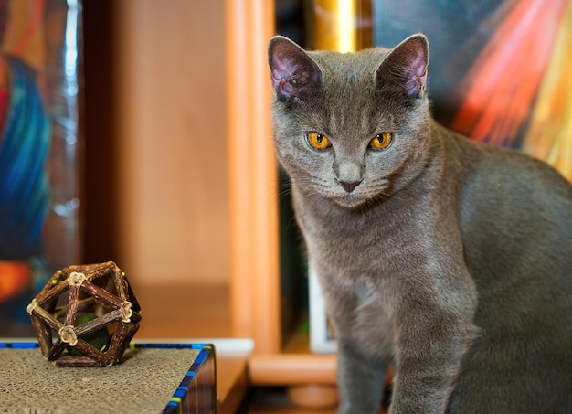 Foto ritratto di un gatto seduto su un tavolo