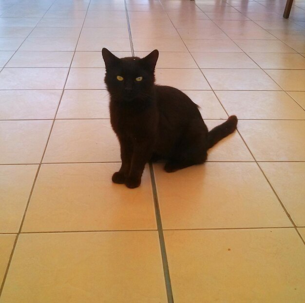 Photo portrait of a cat sitting on tiled floor
