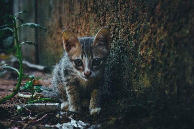 Portrait of cat sitting on tree