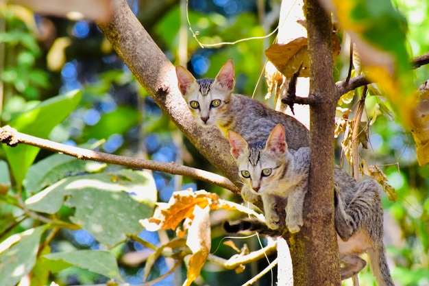 Portrait of cat sitting on tree