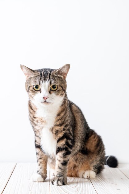 Portrait of a cat sitting on white background