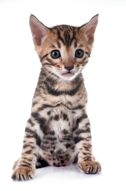 白い背景に座っている猫の肖像画
