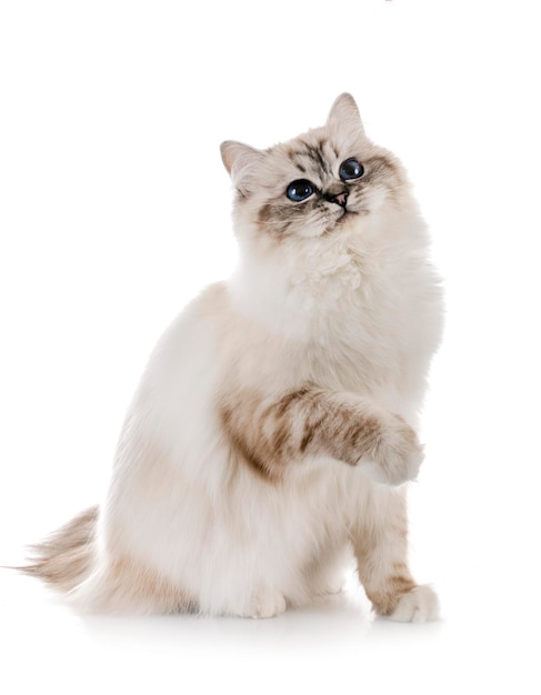 白い背景に座っている猫の肖像画