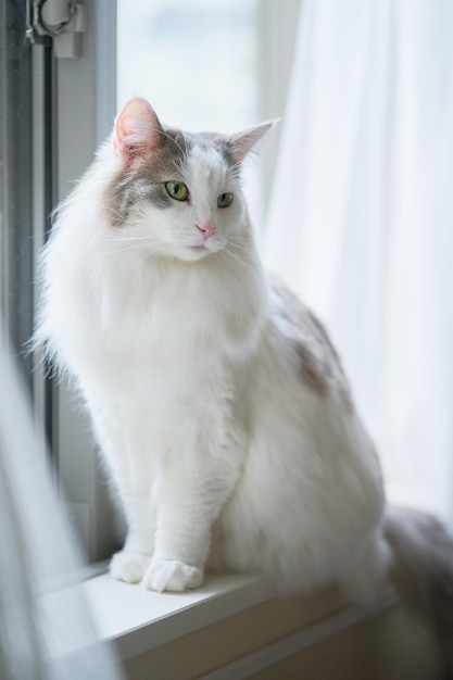 Foto ritratto di un gatto seduto sulla finestra di casa