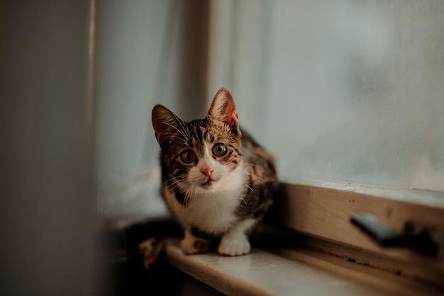 家の窓際に座っている猫の肖像画