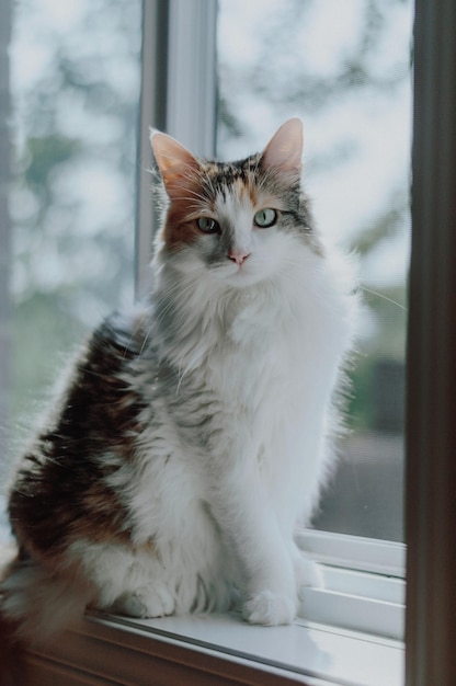 窓際に座っている猫の肖像画