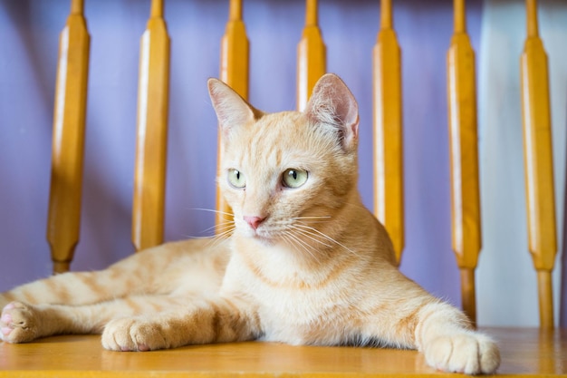 Foto ritratto di un gatto seduto