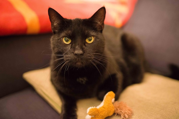 Photo portrait of cat on sofa