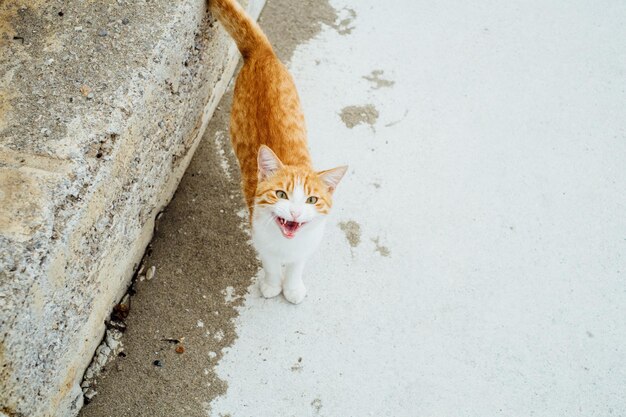 Portrait of cat standing at beach