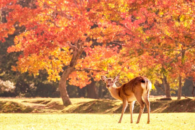 Photo portrait of cat standing by tree in forest during autumn