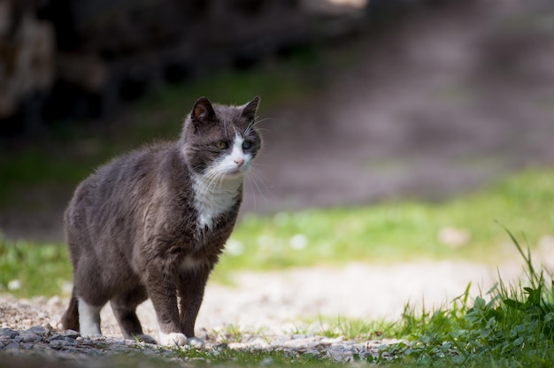 Portrait of cat standing on field