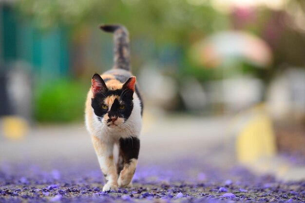 Portrait of cat standing on purple outdoors