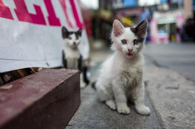 Portrait of a cat on street