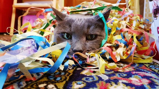 Portrait of cat on table