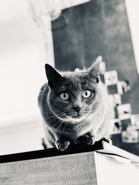 Photo portrait of cat on table