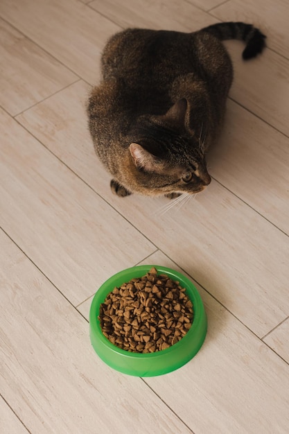 Портрет кота, который ест сухой корм из миски на кухонном полу