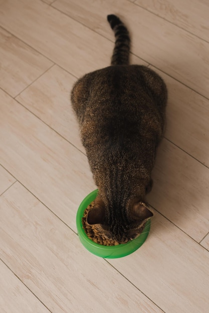 Portrait of a cat that eats dry food from a bowl on the kitchen floor