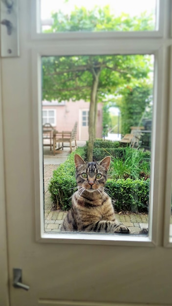 Photo portrait of cat through home window