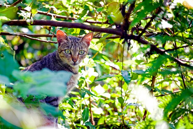 Foto ritratto di gatto sull'albero