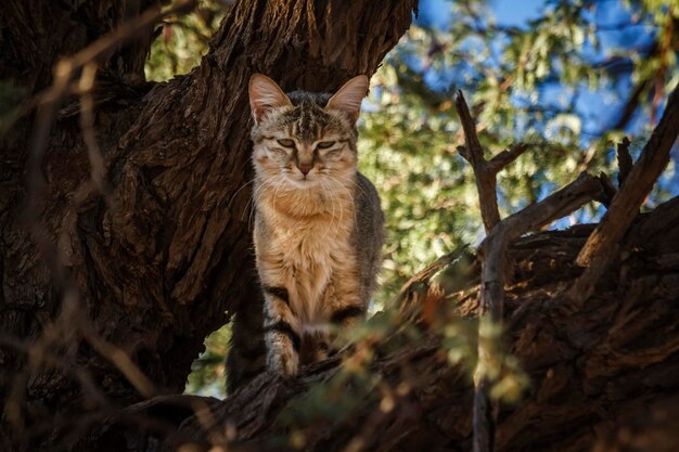 Foto ritratto di gatto sull'albero