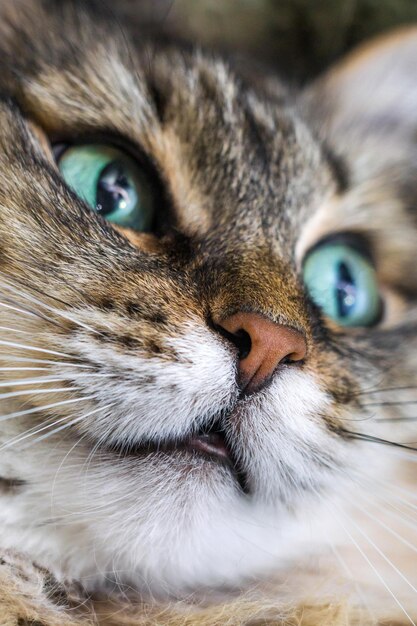 Portrait of a cat vertical