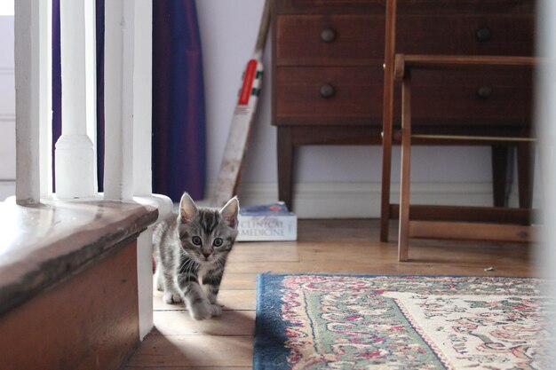 Foto ritratto di un gatto che cammina sul pavimento