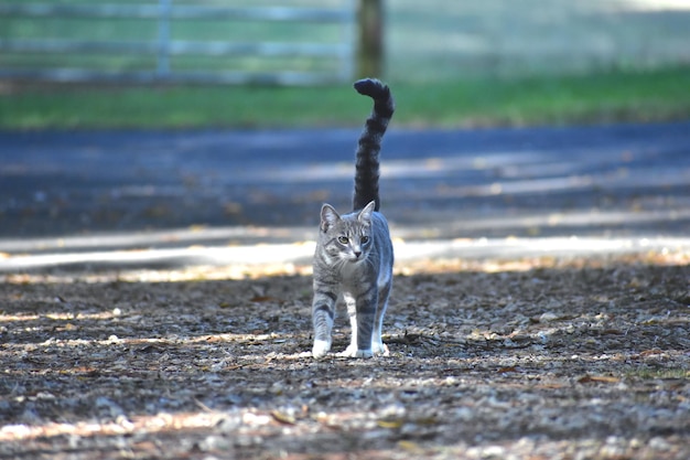 Foto ritratto di un gatto che cammina su una terra