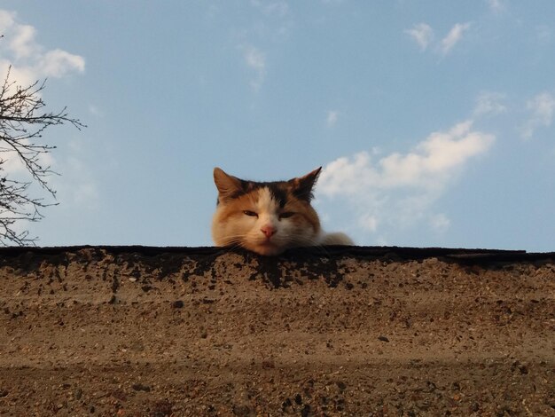 Foto ritratto di un gatto sulla parete