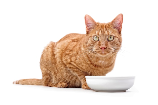 Foto ritratto di un gatto con una ciotola seduto su uno sfondo bianco