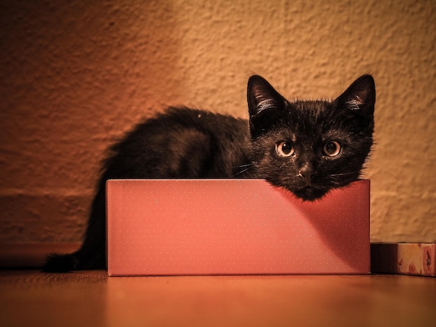 Portrait of cat with box against wall