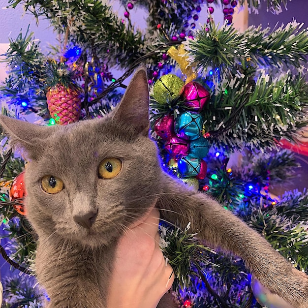 Photo portrait of cat with christmas tree