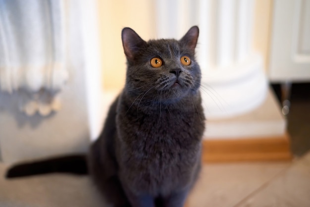 Portrait of a cat with dark gray fur