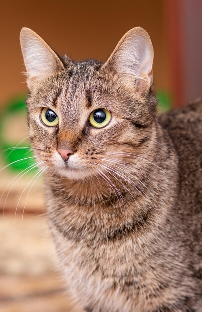 茶色の背景に緑の目を持つ猫の肖像画。