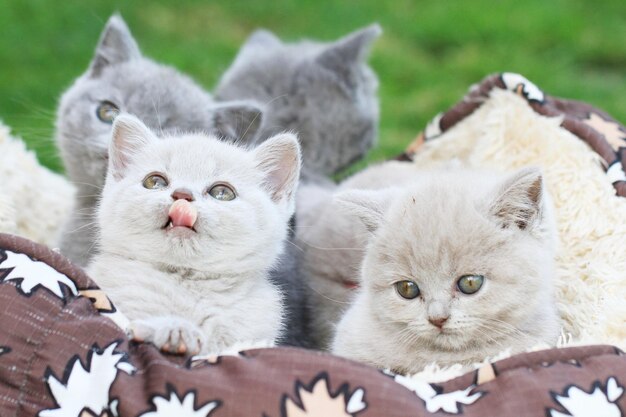 Photo portrait of cat with kitten