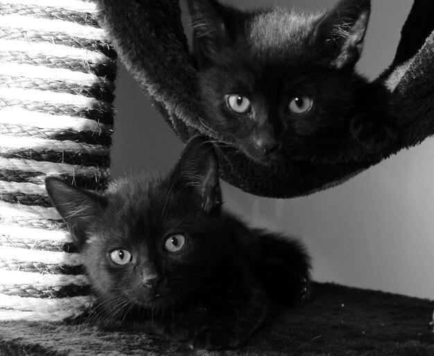 Photo portrait of cat with kitten