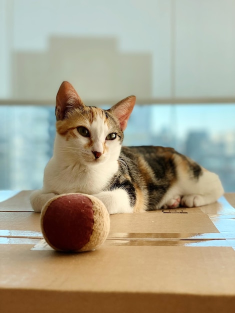 Portrait of cat with toy