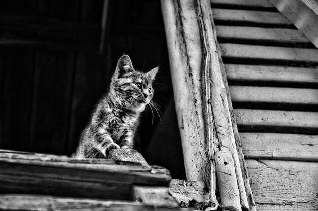 Photo portrait of cat on wood