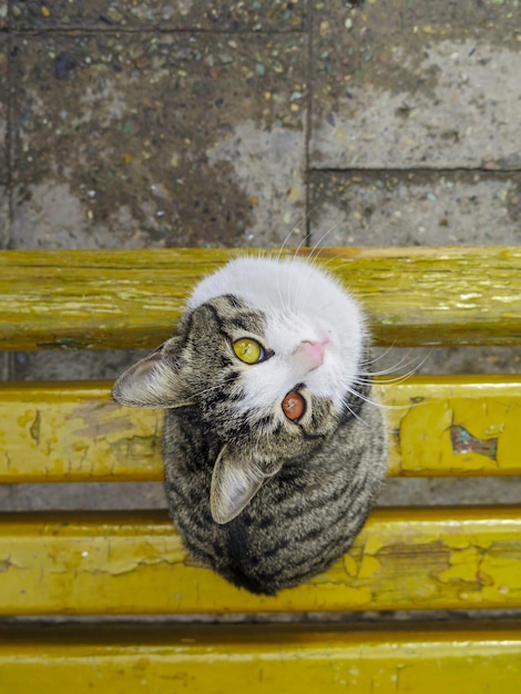 Photo portrait of cat on yellow wall