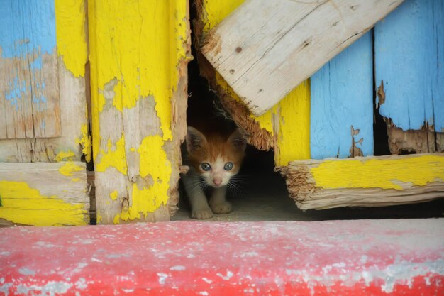 Portrait of cat on yellow wall