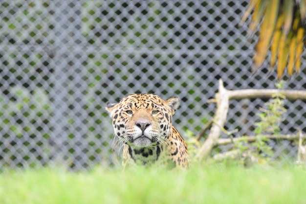 Foto ritratto di un gatto nello zoo