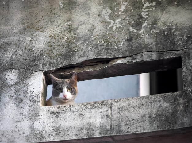 Foto ritratto di un gatto