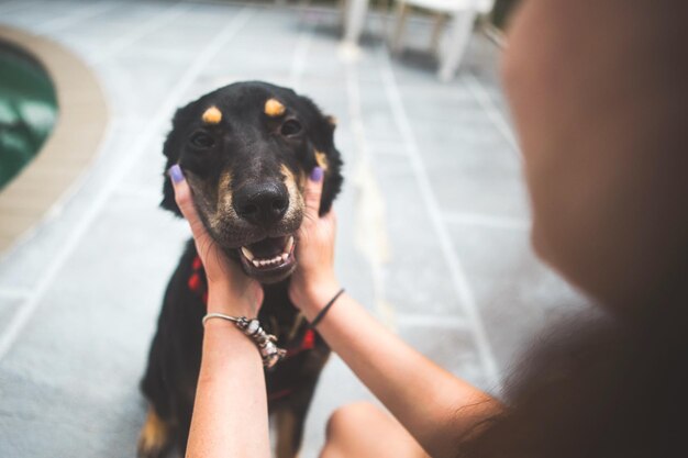 고양이 의 초상화