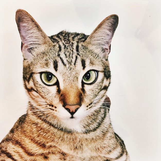 Портрет кошки