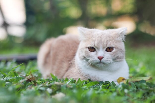 Portrait of a cat