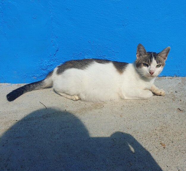 Portrait of a cat