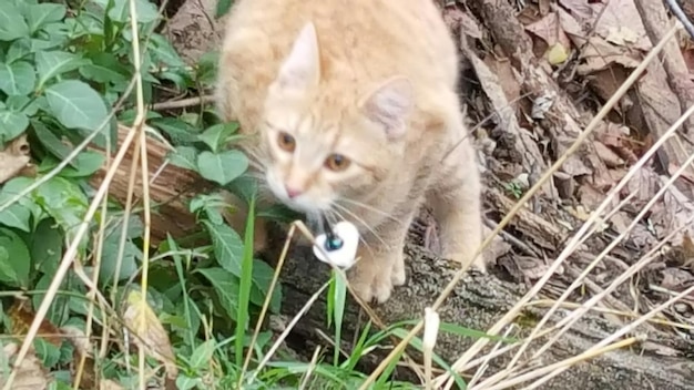 Photo portrait of cat