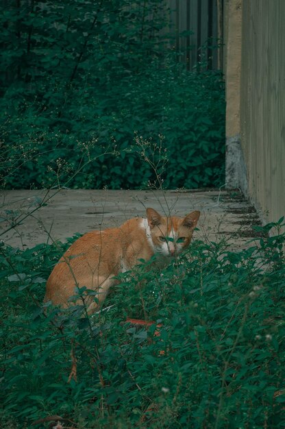 Foto ritratto di un gatto