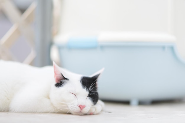 猫の肖像画