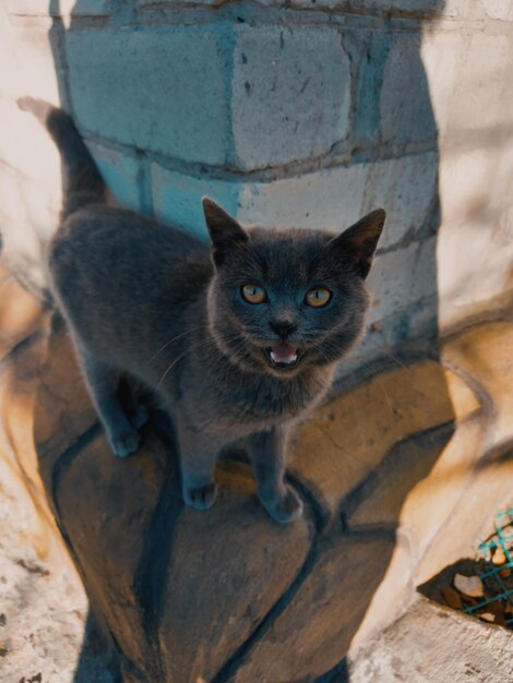 Foto ritratto di gatto