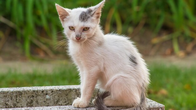 Photo portrait of cat